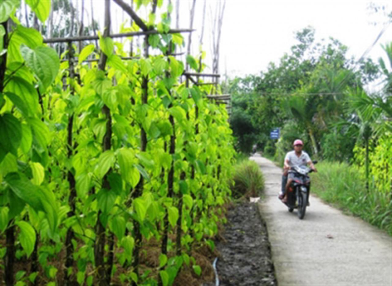 Hơn 12.200 tỷ đồng đầu tư xây dựng nông thôn mới