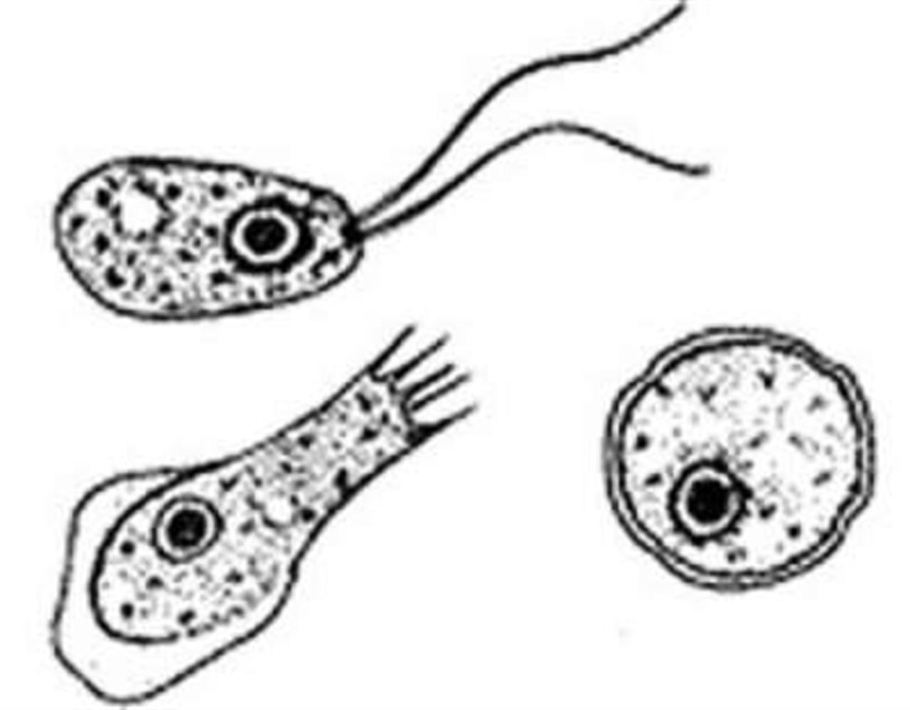 Có thể loại bỏ được amip khỏi nguồn nước sinh hoạt